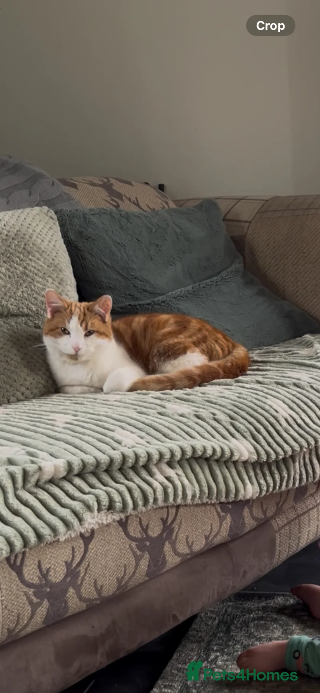 Mixed Breed cats for sale: Stunning Ginger long/mid hair kittens - male in Alfreton - Advert 17