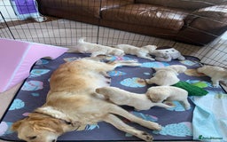 Golden Retriever dogs for sale: Fluffy Cream & Gold Golden Retriever Puppies - Image 18
