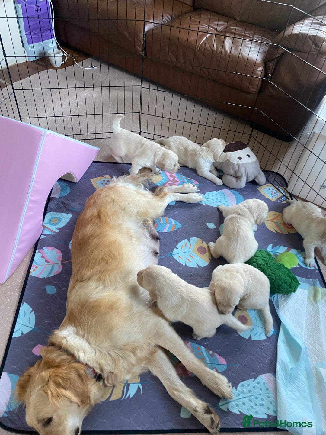 Golden Retriever dogs for sale: Fluffy Cream & Gold Golden Retriever Puppies - Image 18