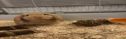 Dwarf Lop rabbits for sale: Three bonded lop bunnies in Northampton - Advert 3