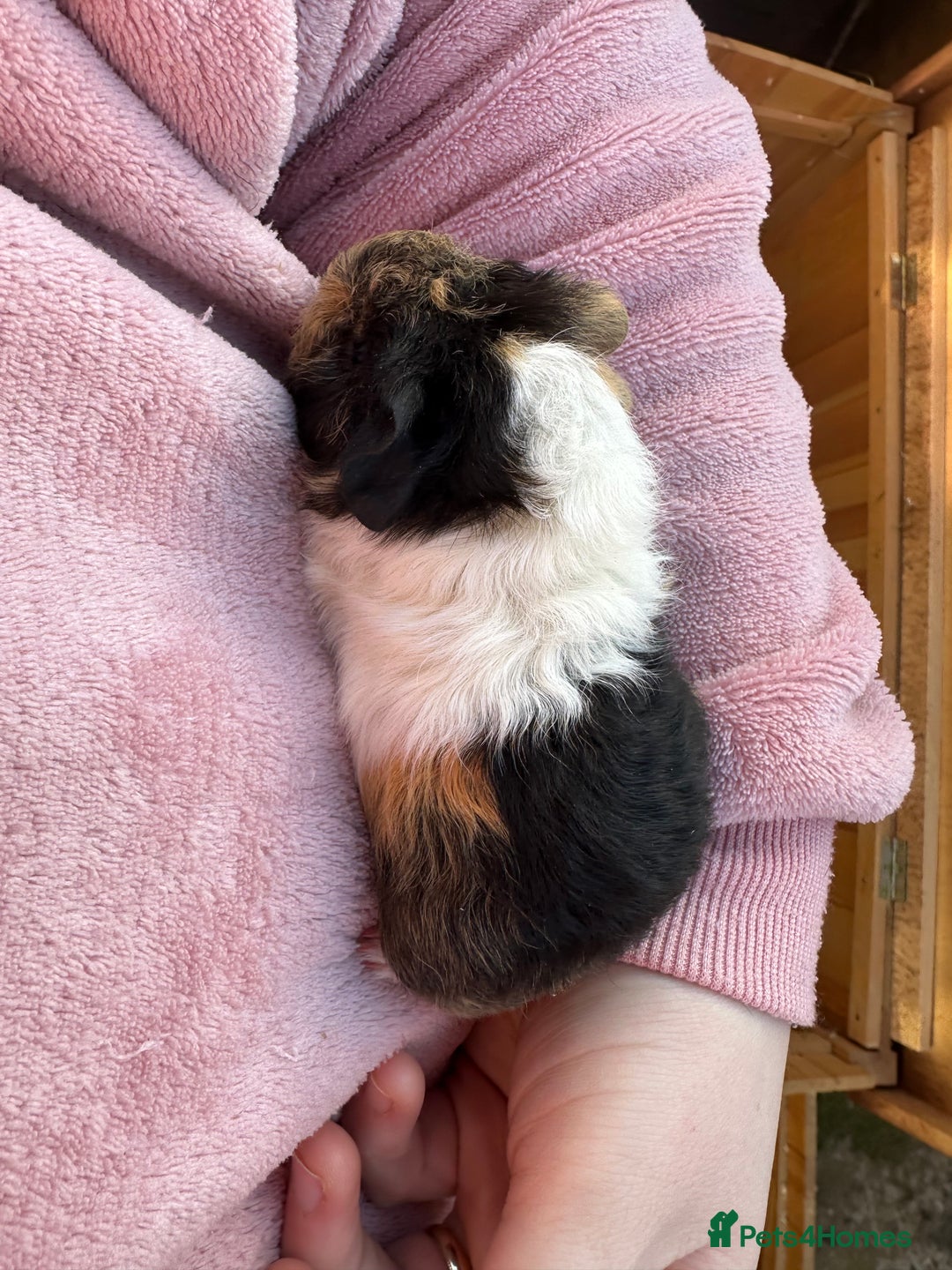 Guinea Pig rodents for sale: Male baby guinea pigs - Advert 7