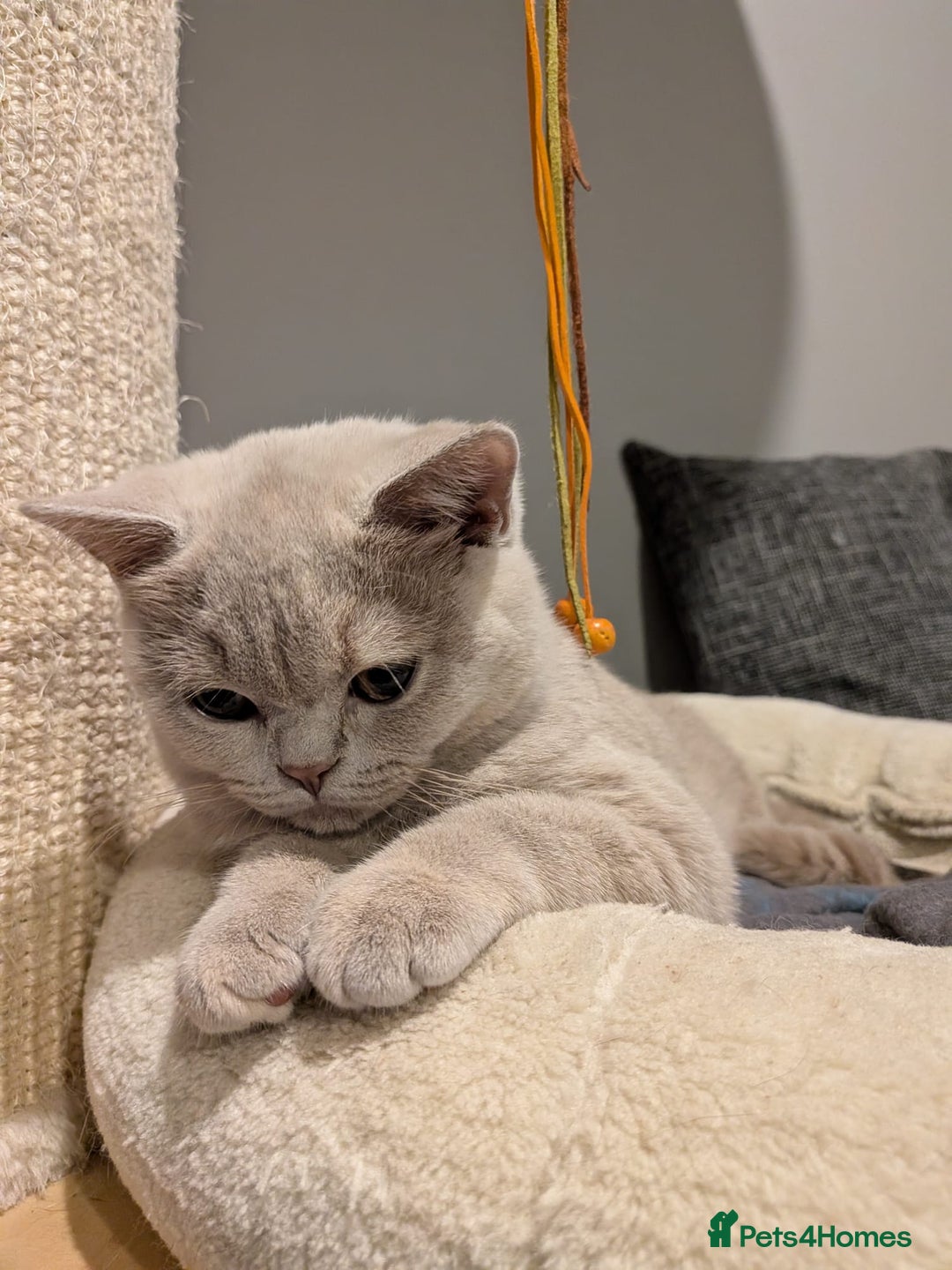 British Shorthair cats for sale: GCCF Registered Championship Line BSH Kittens - Advert 3