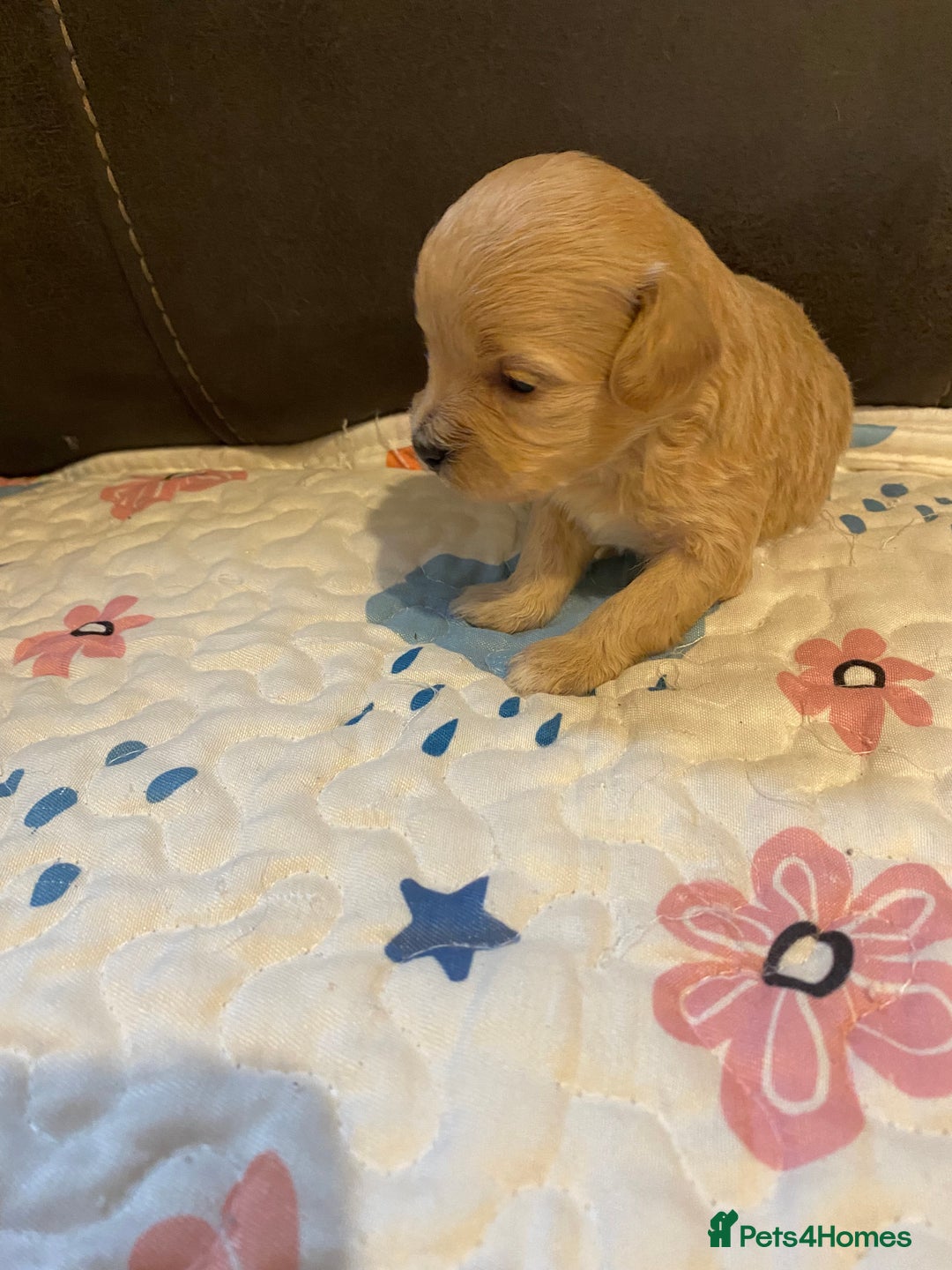 Maltipoo dogs for sale: Adorable Maltipoos Puppies  - Advert 34