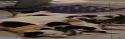 Mixed Breed cats for sale: Beautiful kittens for sale  - Advert 21