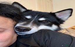 Mixed Breed dogs for sale: Meet Sparks - Image 11