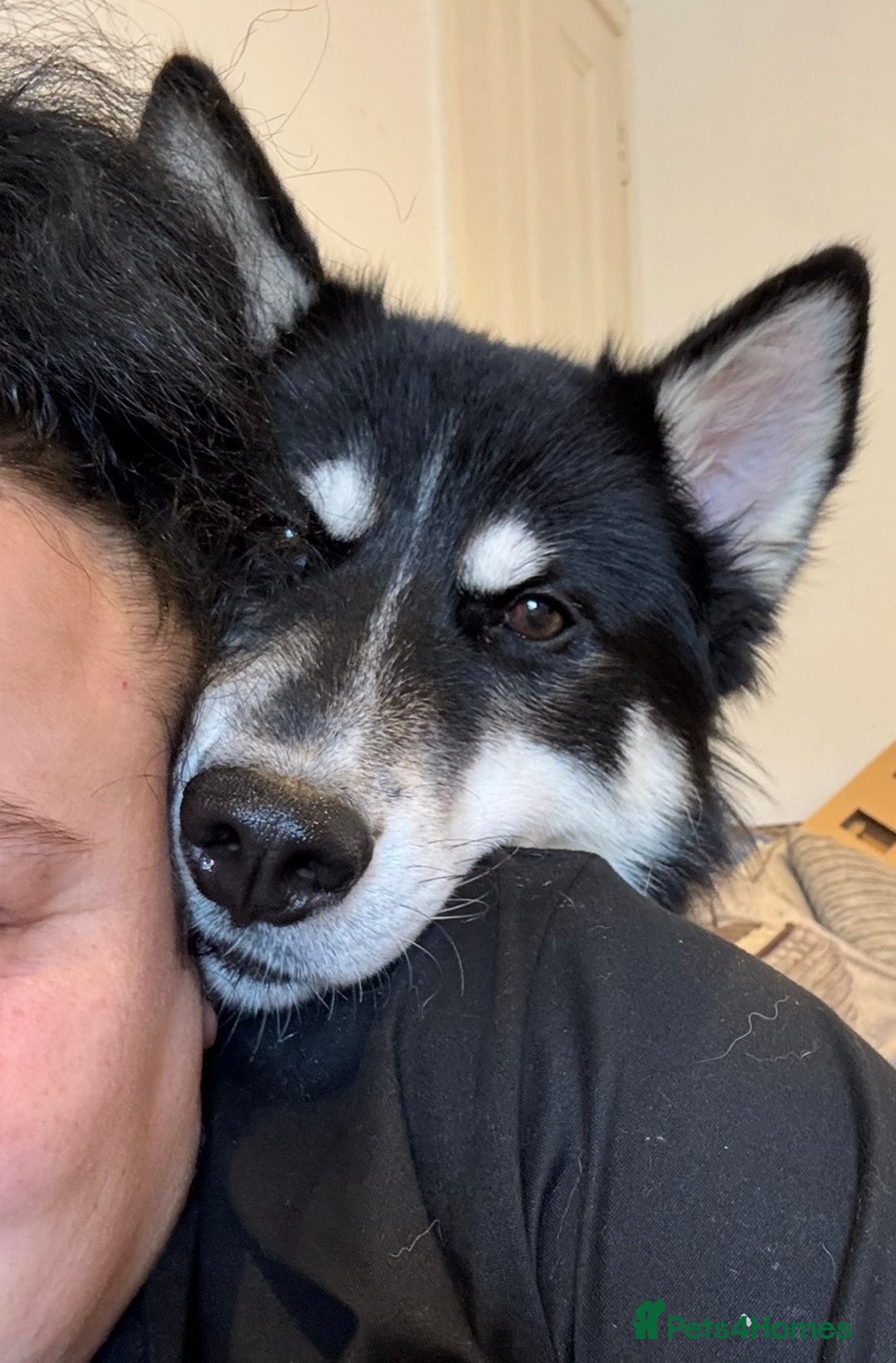 Mixed Breed dogs for sale: Meet Sparks - Image 11