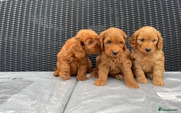 Cockapoo dogs for sale: Beautiful f1 cockapoos ready now - Image 10