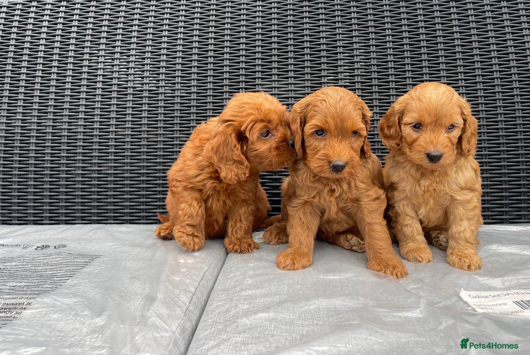 Cockapoo dogs for sale: Beautiful f1 cockapoos ready now - Image 10