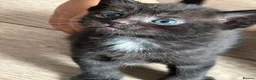 Domestic Shorthair cats for sale: Black Tabby Kittens and Tortoiseshell Kitten in Oldham - Advert 4