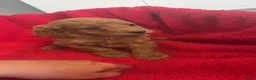 Cockapoo dogs for sale: Our Beautiful Cockapoo Puppys ❤️ - Advert 21