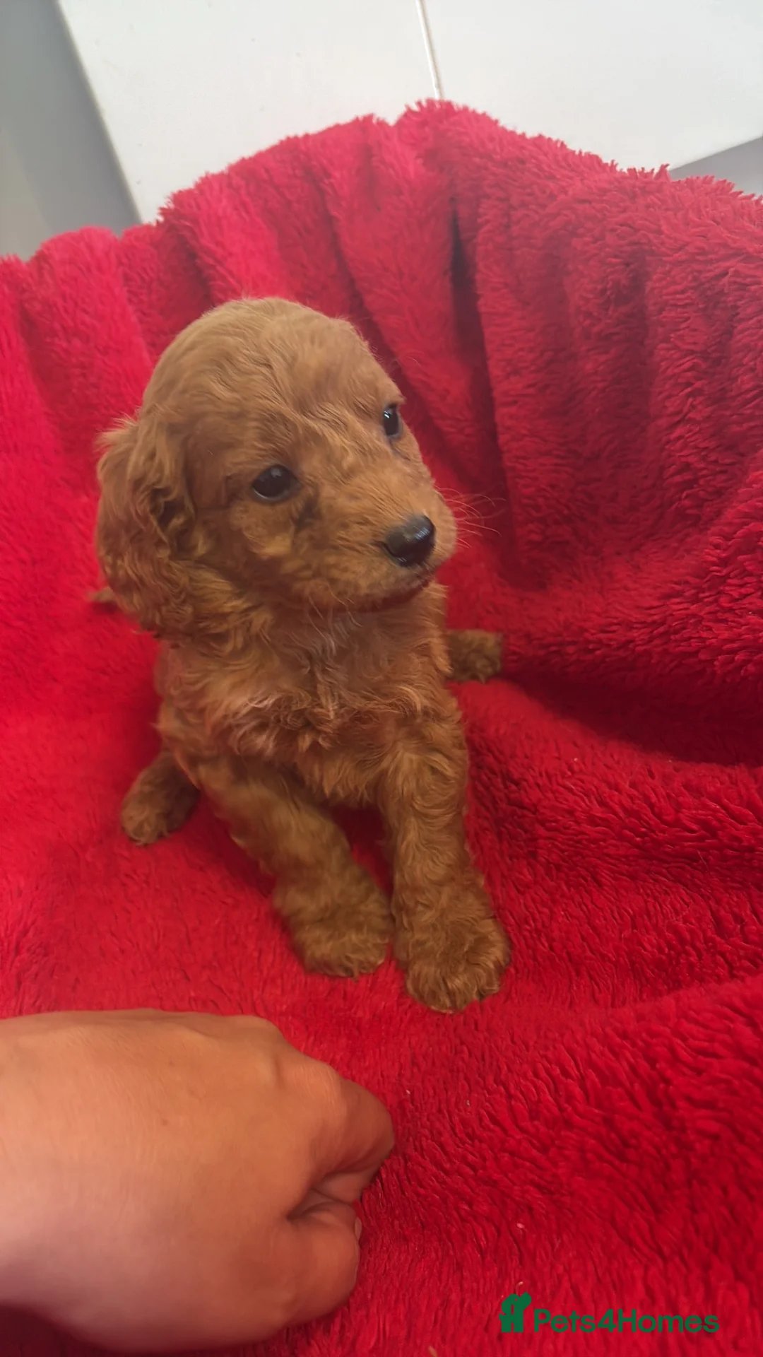 Cockapoo dogs for sale: Our Beautiful Cockapoo Puppys ❤️ - Advert 21