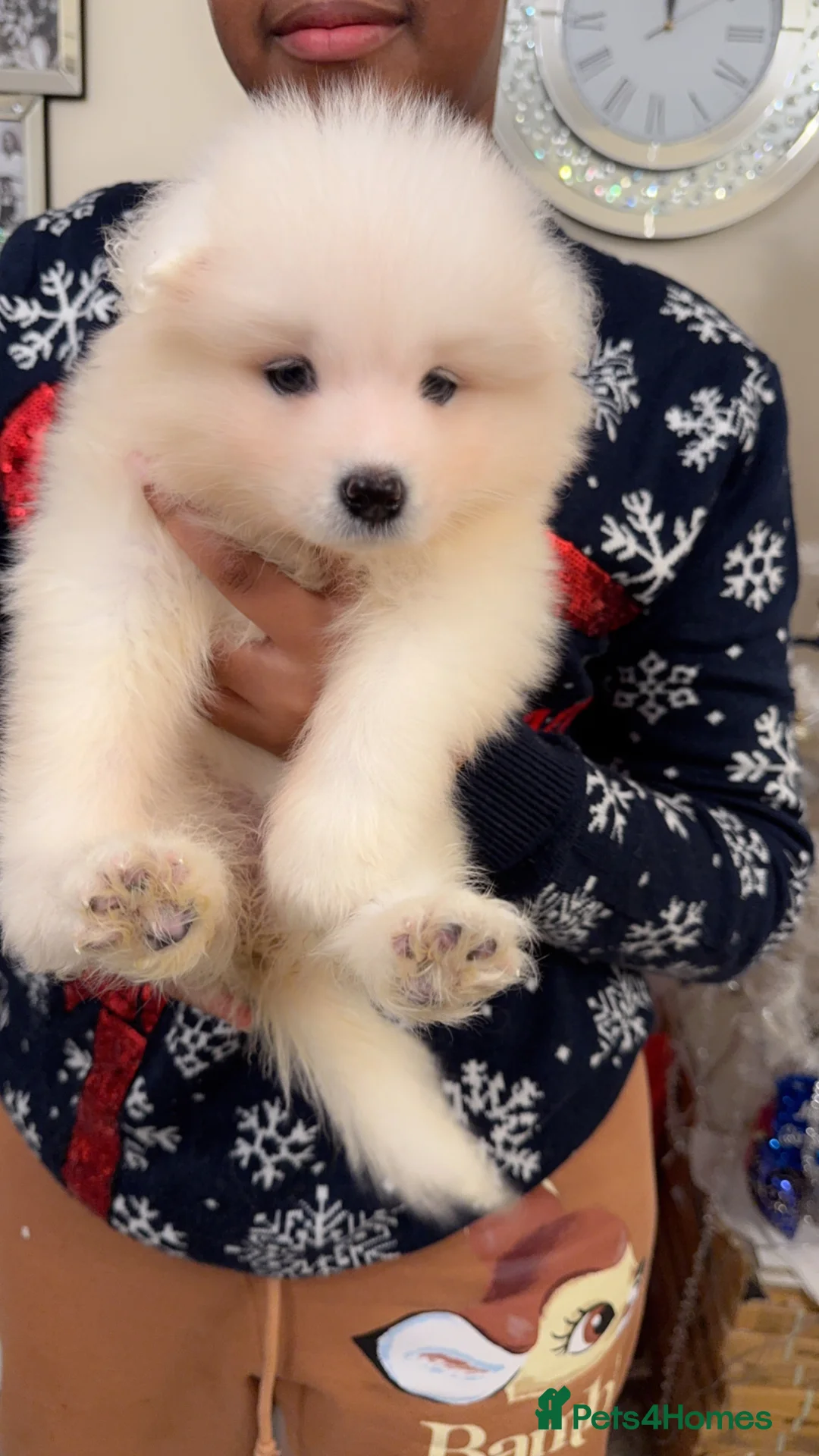 Samoyed dogs for sale: NOW VACCINATED AND CHIPPED Last pup remains ❤️ - Advert 11
