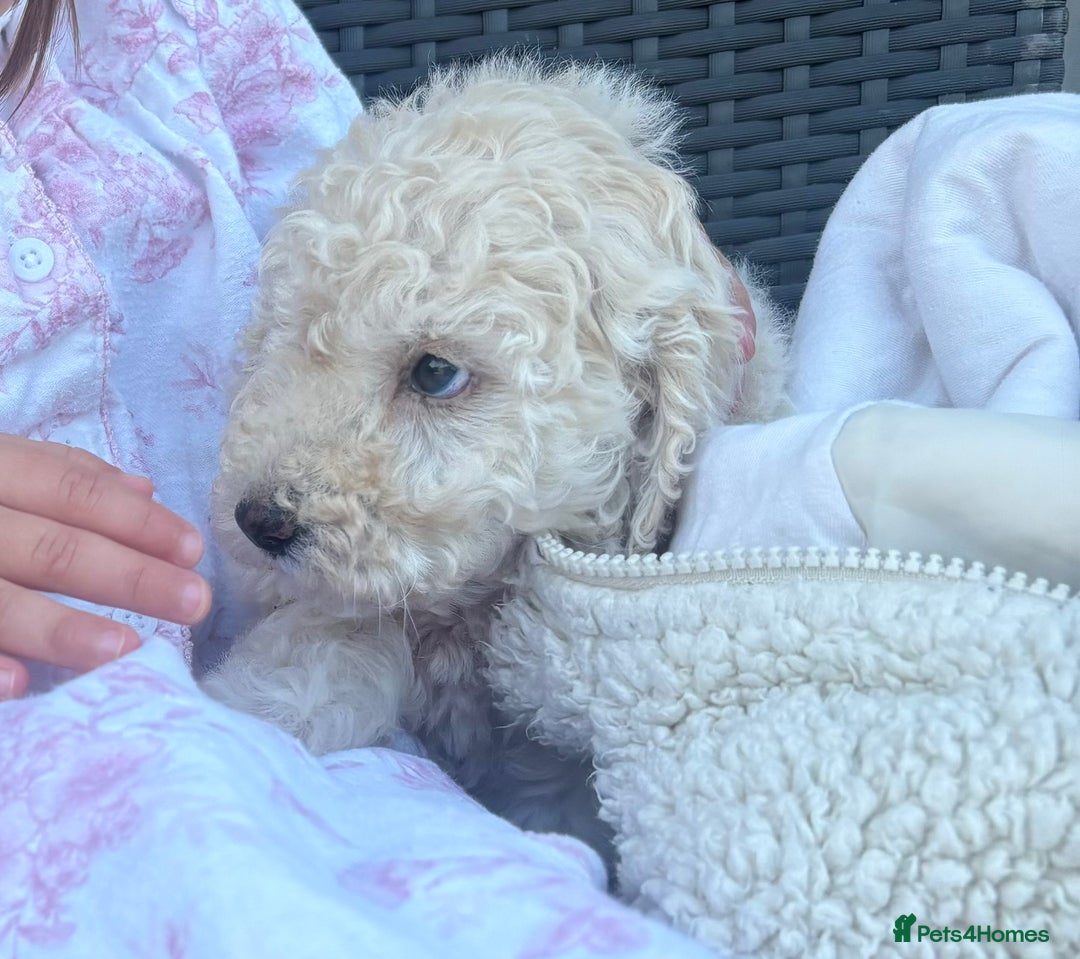 Cavapoo dogs for sale: Beautiful Cavapoo Puppies  - Image 5