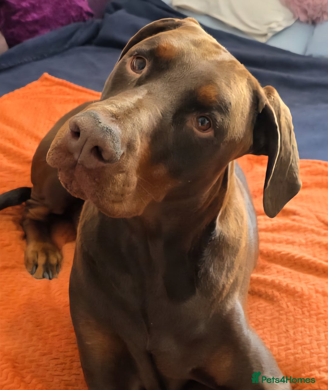 Dobermann dogs for sale: *HEALTH TESTED,HOME REARED,STUNNING DOBERMAN PUPS - Image 28