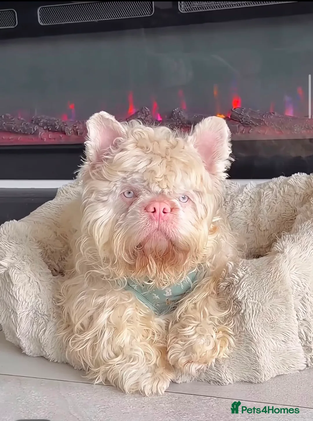 French Bulldog dogs for sale: BLUE AND PINK FLOODLES/FULL FLUFFY  FRENCH PUPPIES - Advert 1