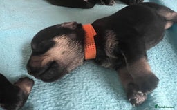 Miniature Schnauzer dogs for sale: Miniature Schnauzer Puppies - Image 9