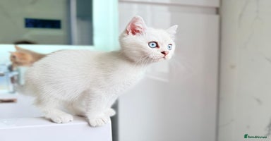Scottish Fold cats in Croydon - Advert 9