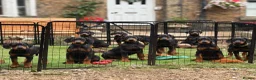 Dobermann dogs for sale: READY NOW- Outstanding KC Dobermann Pups🇧🇷 - Advert 6