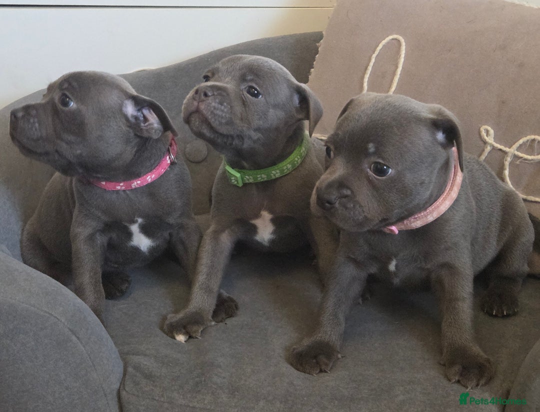 Staffordshire Bull Terrier dogs for sale: LAST 2 BLUE REGIMENT GIRLS  - Image 6