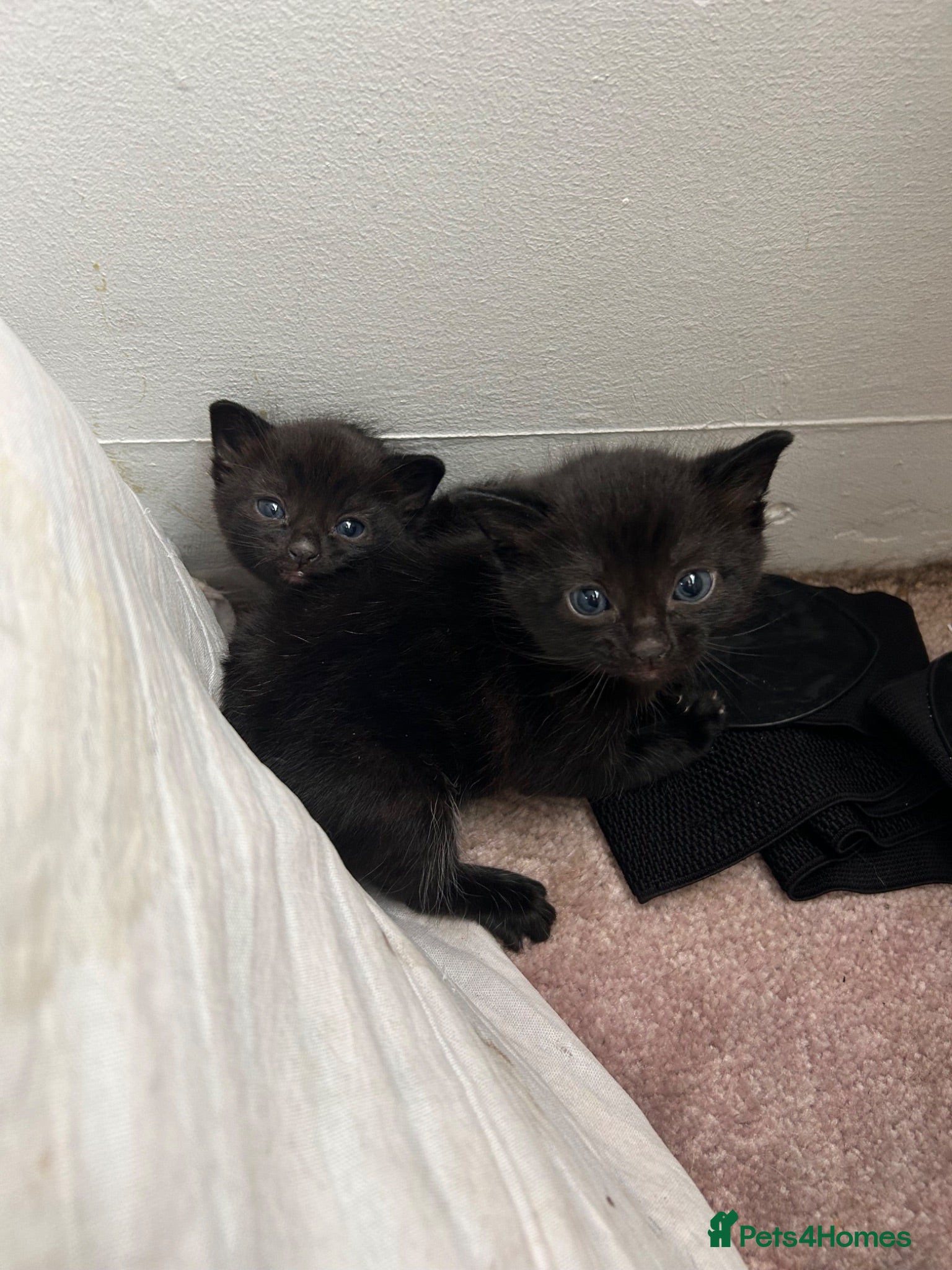 Mixed Breed cats Two black female fluffy kittens - Advert 1