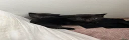 Mixed Breed cats for sale: Two black female fluffy kittens - Advert 1