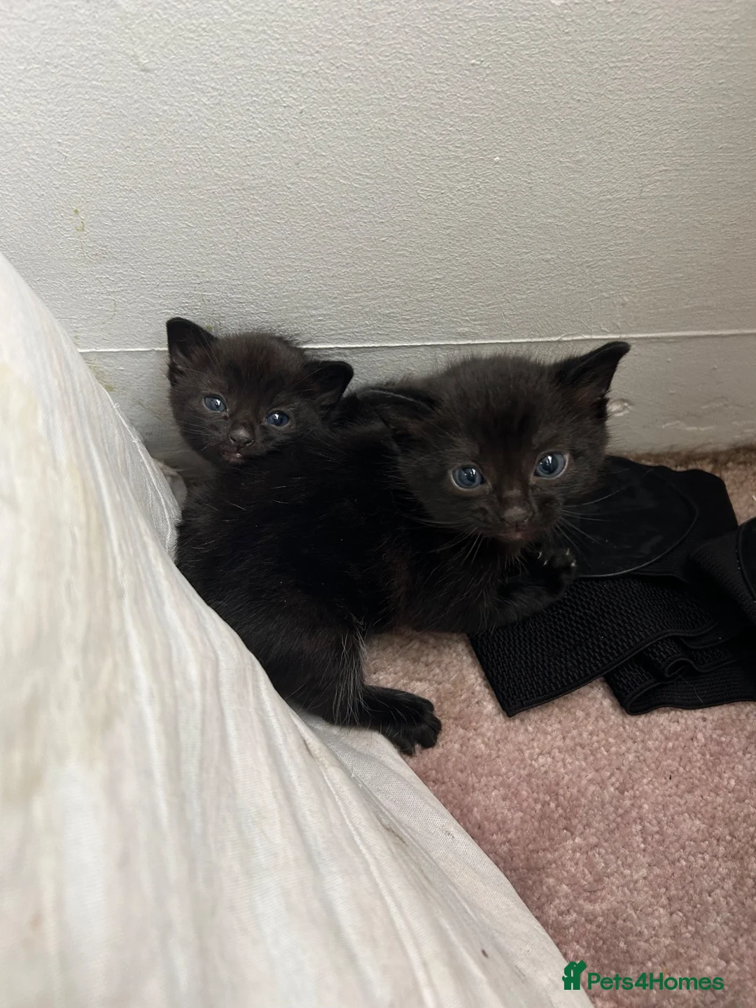 Mixed Breed cats for sale: Two black female fluffy kittens - Advert 1