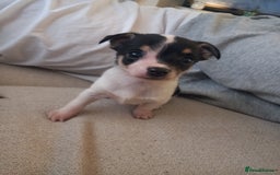 Jack Russell dogs for sale: 2 beautiful Jack Russell puppys - Image 8