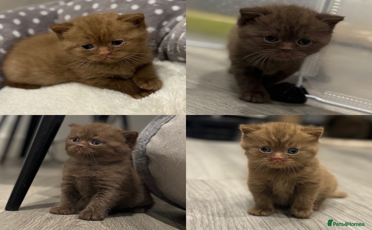 British Shorthair cats - Advert 7