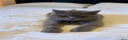 British Shorthair cats for sale: Britsh shorthair  - Advert 2