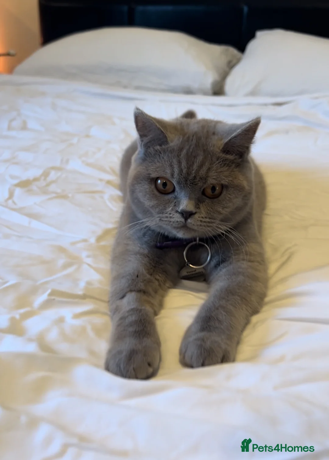 British Shorthair cats for sale: Britsh shorthair  - Advert 2