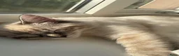 Ragdoll cats for sale: Beautiful pure ragdoll kitten looking for a home  - Advert 14