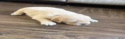 Golden Retriever dogs for sale: Golden Retiever puppies  - Advert 10