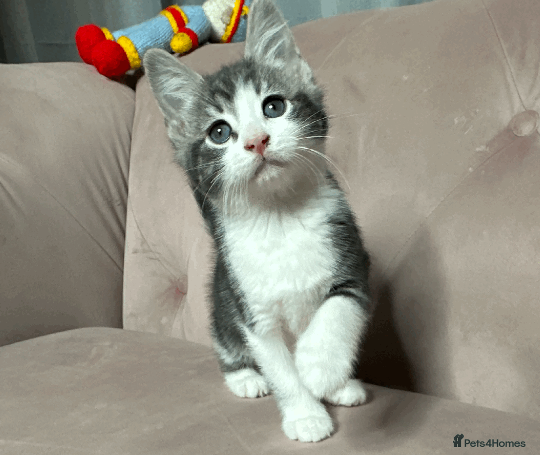 Mixed Breed cats for sale: One beautiful blue & white girl left - Advert 3