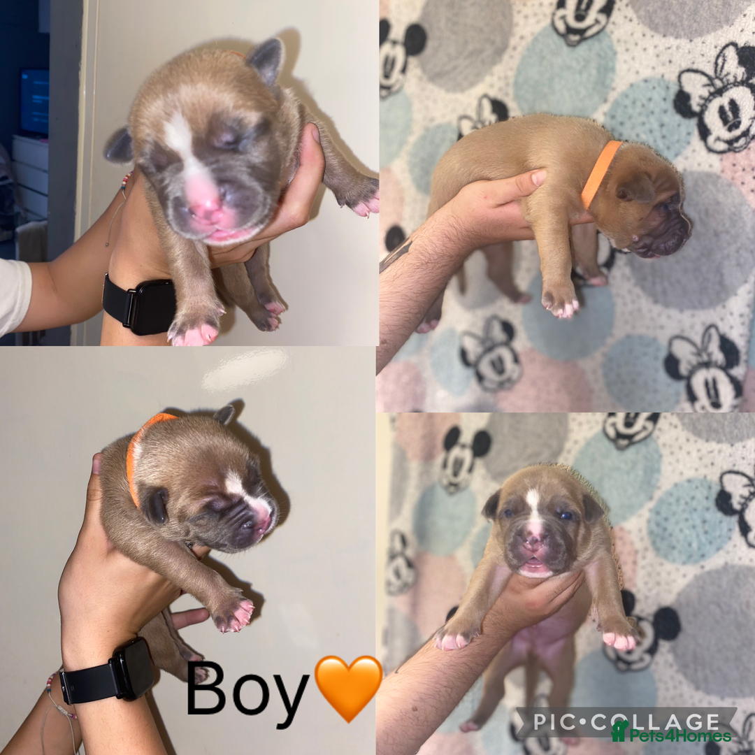 Mixed Breed dogs for sale: 🐶Staffy x Belgian Malinois puppies🐶 - Image 4