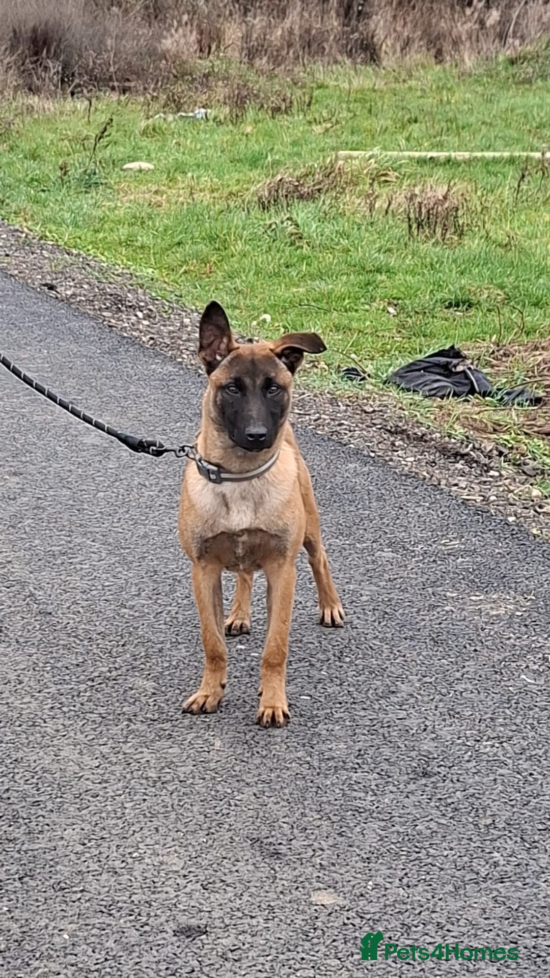 Belgian Shepherd Dog dogs for sale: Belgium malinois  - Advert 4