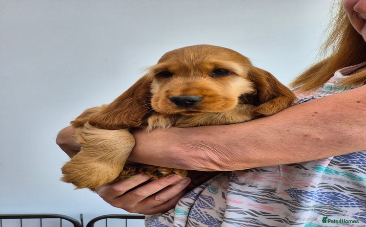Cocker Spaniel dogs - Advert 8