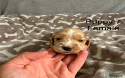 Cocker Spaniel dogs for sale: 🐾⭐️Exceptional ShowType Cocker Spaniel Puppys🐾⭐️ - Image 13