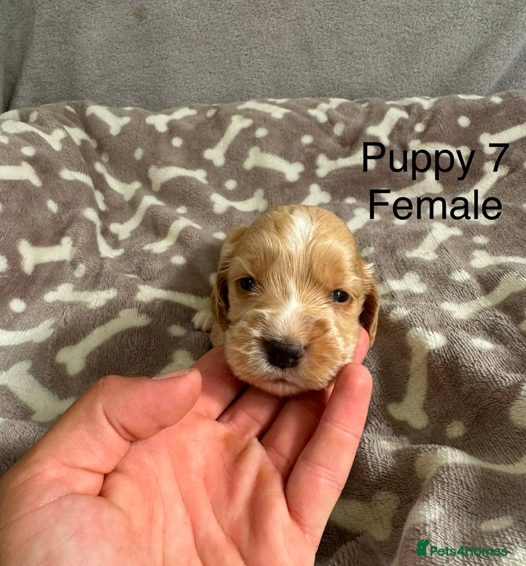 Cocker Spaniel dogs for sale: 🐾⭐️Exceptional ShowType Cocker Spaniel Puppys🐾⭐️ - Image 13