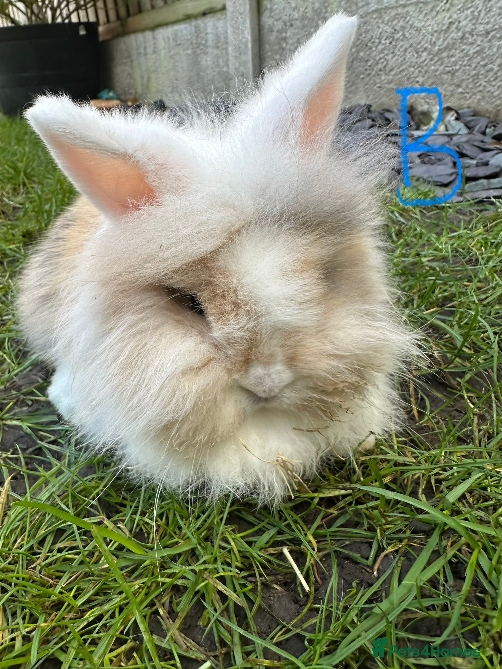 Lionhead rabbits Lionhead Rsbbits for sale  - Advert 1