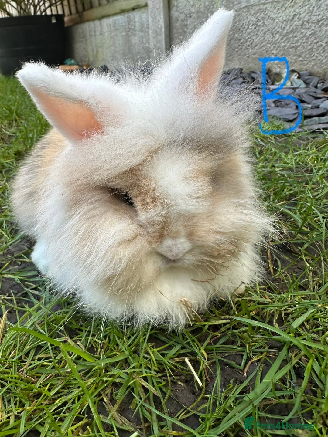 Lionhead rabbits for sale: Lionhead Rsbbits for sale  - Advert 1