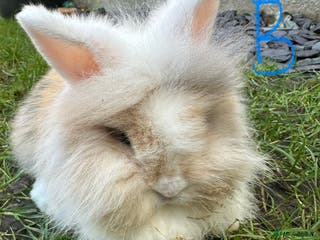 Lionhead rabbits Lionhead Rsbbits for sale - Advert 1