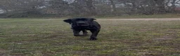 Mixed Breed dogs for sale: Looking for a new home in Ipswich - Advert 8