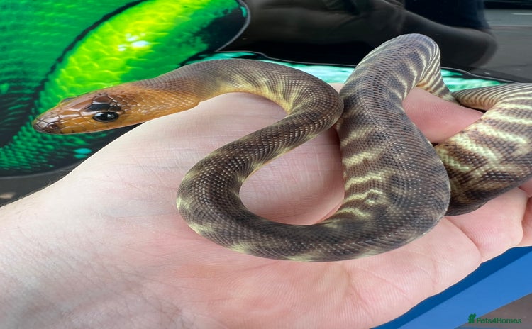Skink reptiles in Bournemouth - Advert 1