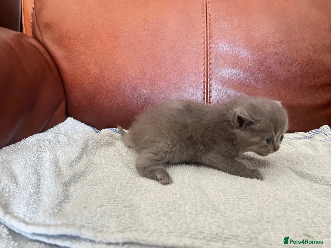 Persian cats for sale: Persian x Exotic/Ragdoll mix - Advert 6