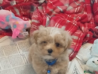 Maltipoo dogs Maltipoo puppies - Advert 11