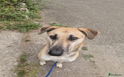 Mixed Breed dogs for adoption: JACK FOR ADOPTION OR FOSTER IN CORNWALL OR DEVON - Image 21