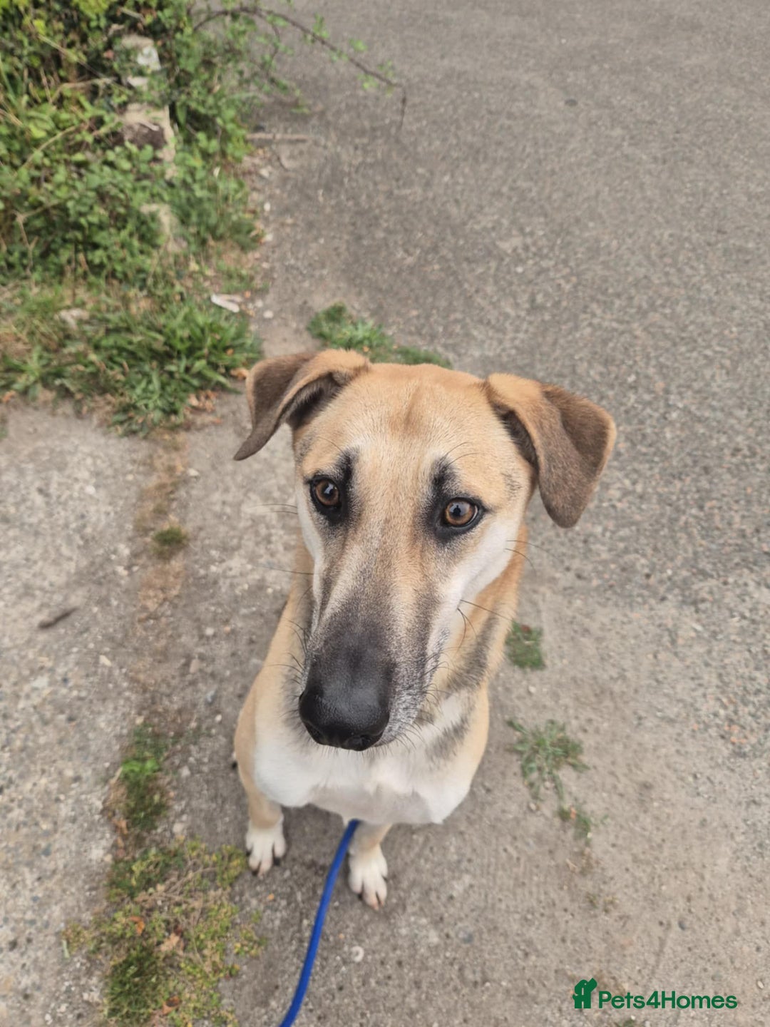 Mixed Breed dogs for adoption: JACK FOR ADOPTION OR FOSTER IN CORNWALL OR DEVON - Image 21