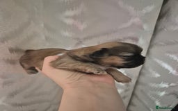 Shih Tzu dogs for sale: ✨ Beautiful Shih Tzu Puppies for Sale ✨ - Image 11