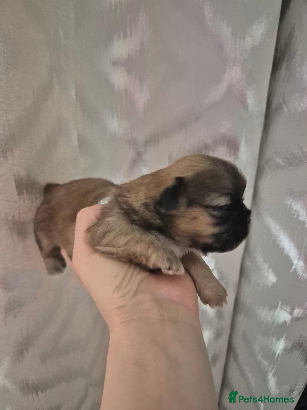 Shih Tzu dogs for sale: ✨ Beautiful Shih Tzu Puppies for Sale ✨ - Image 11
