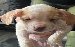 Mixed Breed dogs for sale: Sprocker x frenchie - Image 3